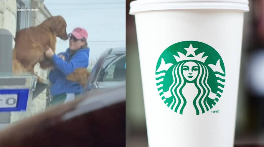 Dog can't wait for Starbucks Puppuccino, jumps out of car window at drive-thru