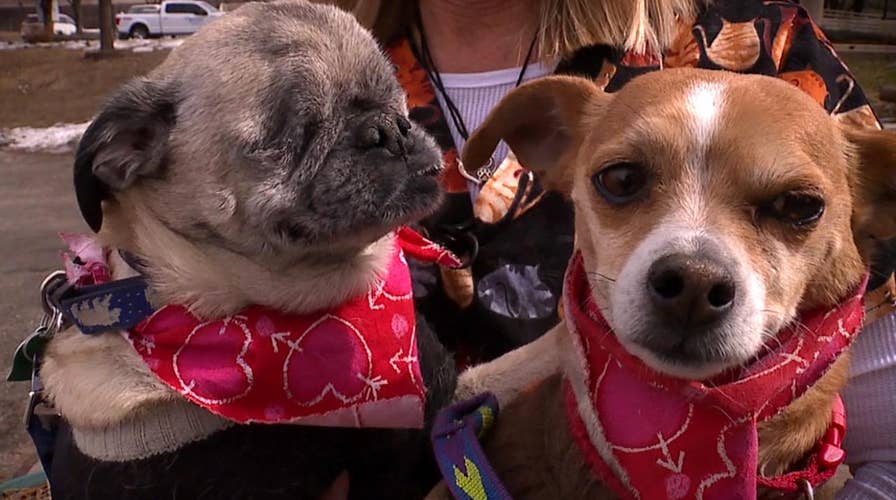 Blind pug and his seeing-eye Chihuahua looking for a loving forever home