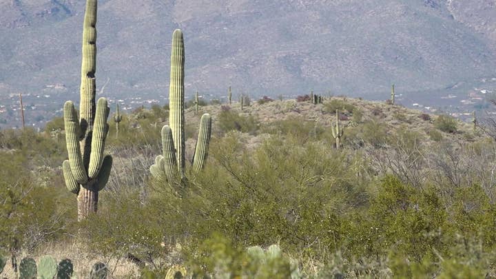 Dozens of Arizona's cactuses are being illegally dug up and sold