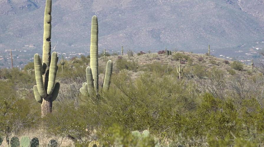 Dozens of Arizona's cactuses are being illegally dug up and sold