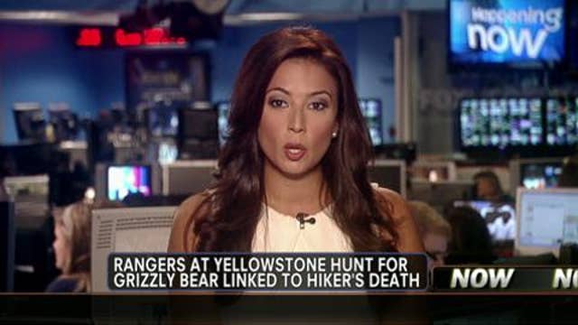 Yellowstone National Park Rangers Look for Bear Linked to Hiker’s Death