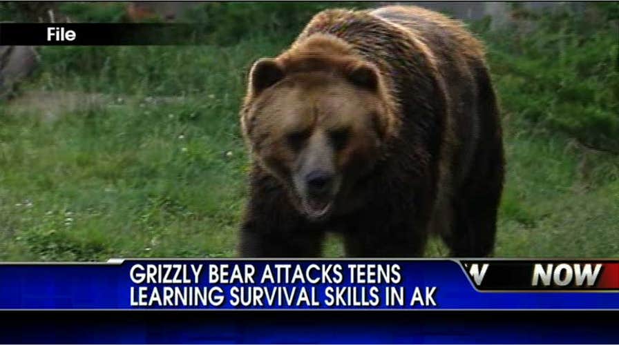 Grizzly Bear Attacks Seven Teens in Alaska