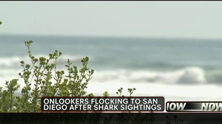 Shark Sightings Draw Onlookers in San Diego