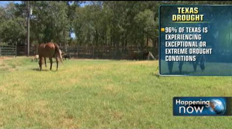 Hay Shortage in Texas Due to Drought