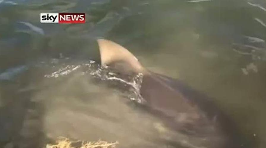 Sharks Infest Golf Course Lake