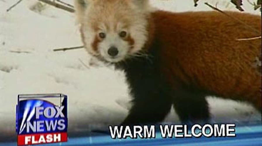 FOX News Flash: Live Desk Edition