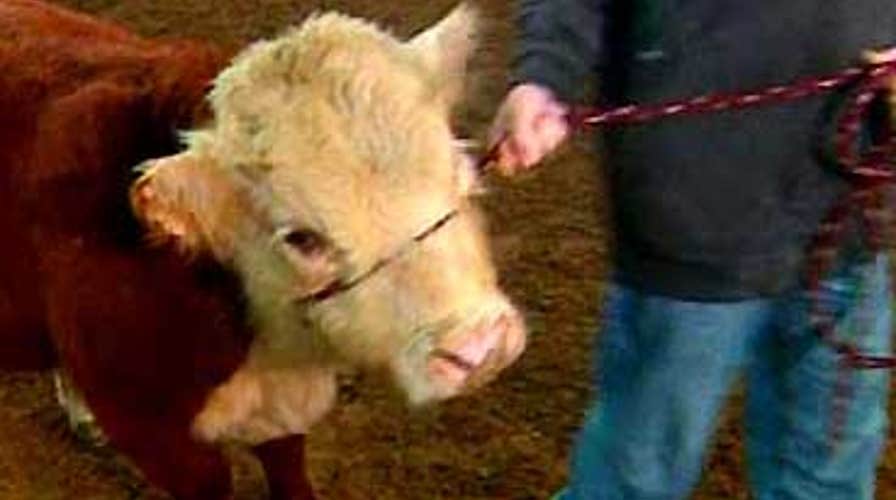 Mini Moo
