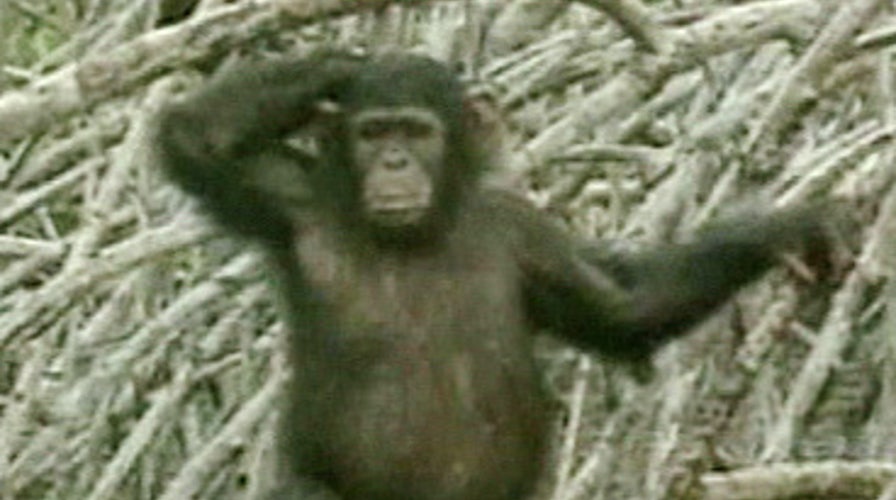 Chimps Smarter Than Humans?