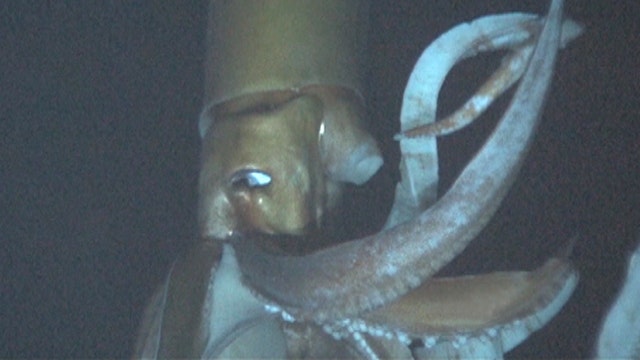 Giant squid caught on tape for first time in natural habitat| Latest