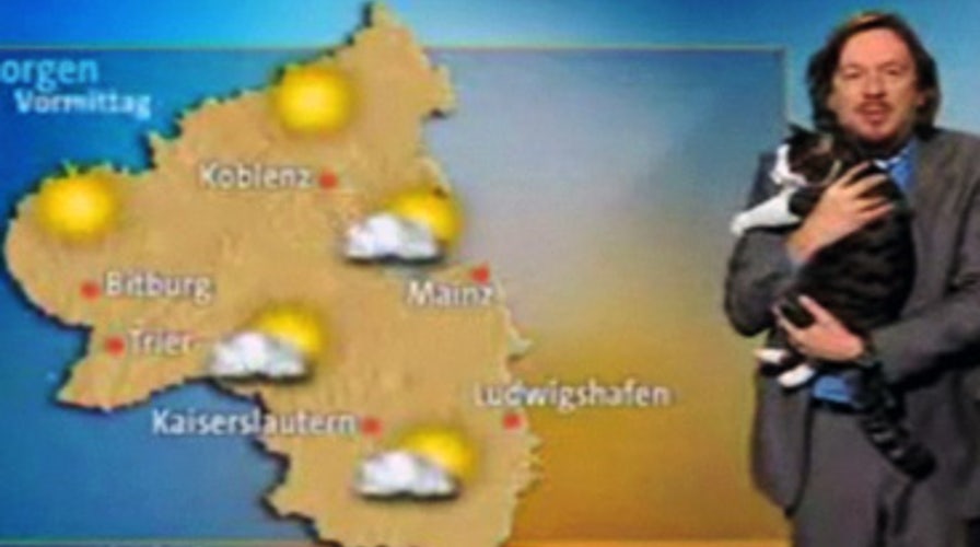 Cat Interrupts Weatherman