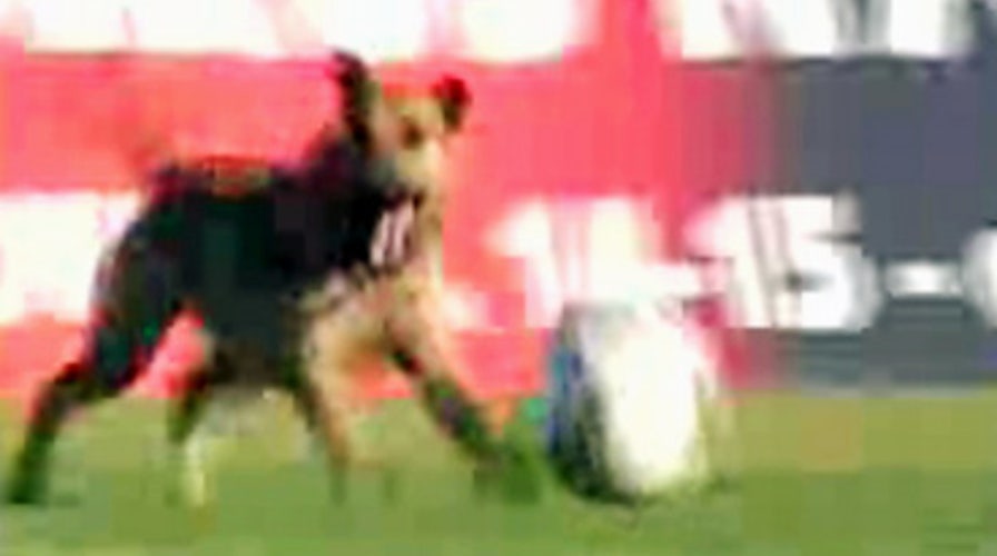 Soccer Dog