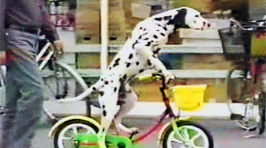 Bike Riding Dog