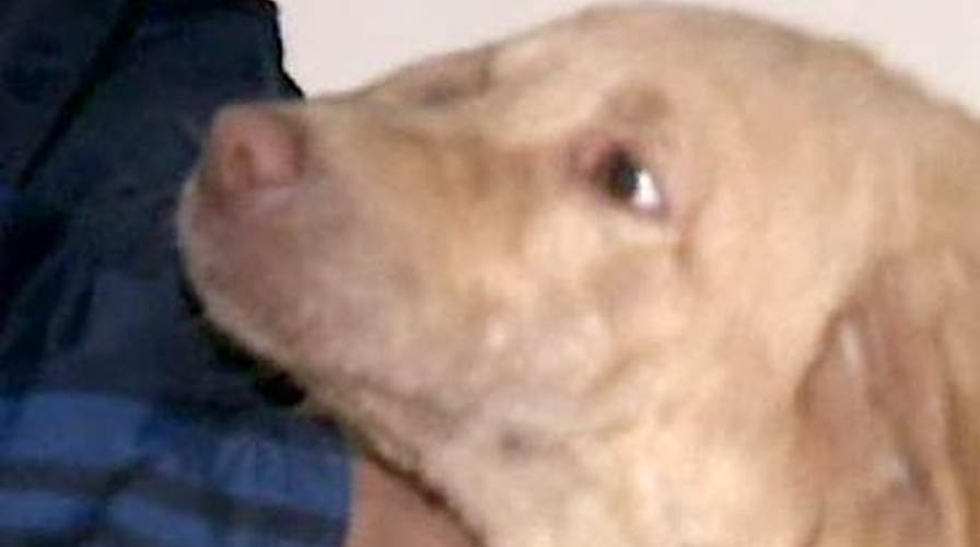 'Tiger Saved Our Life'