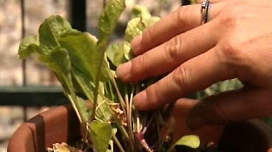 Dining Out Goes Green