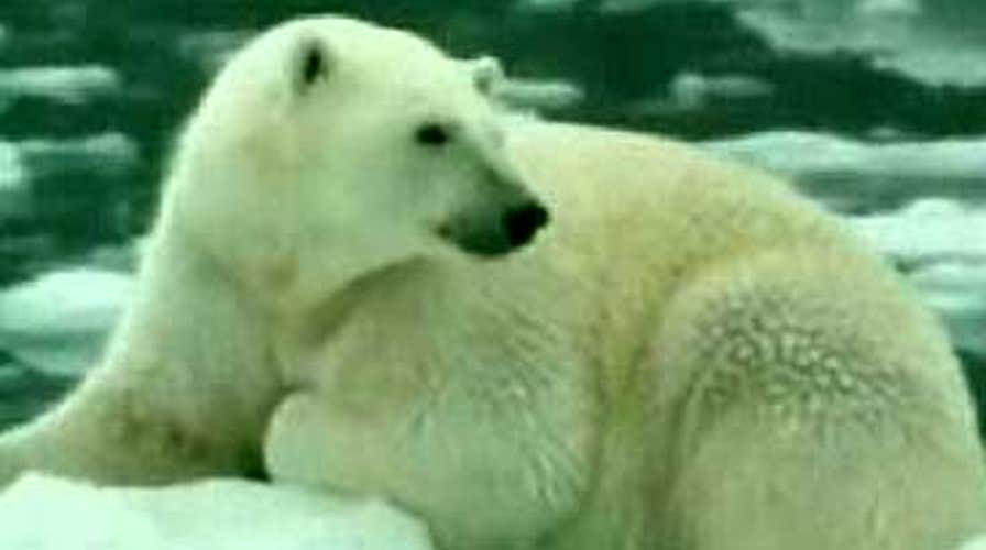 Unbearable Spending?