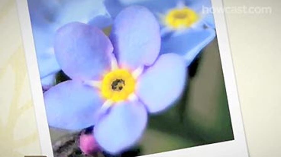 Buy Flowers for Your Girl