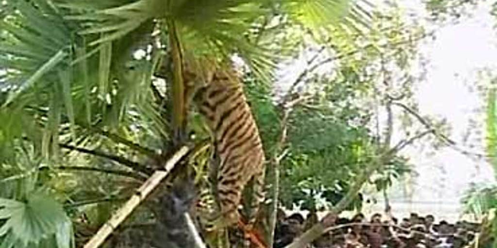 Treed Cat Fox News Video