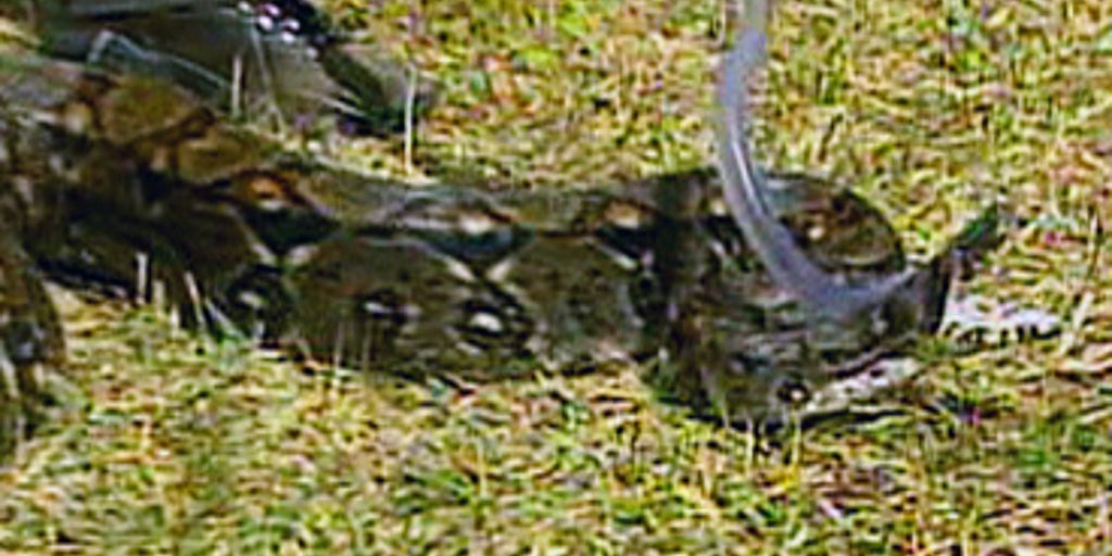 Python Invasion! | Fox News Video