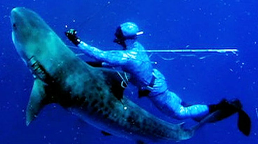 Man Stabs Tiger Shark