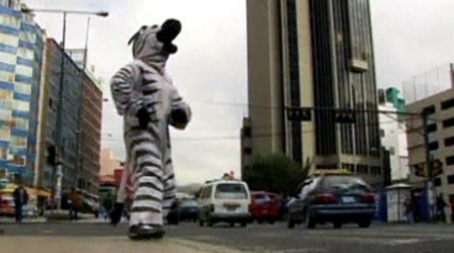 Zebra Suit Up