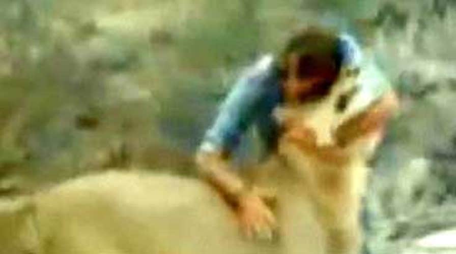 'A Lion Called Christian'