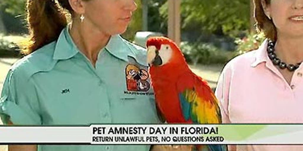Amnesty Day Fox News Video