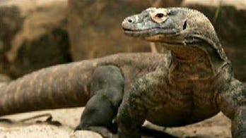 Jonathan Turley: NBC analyst says Trump supporters have lizard brains