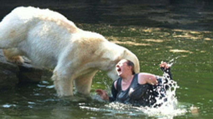 Polar Bear Attack