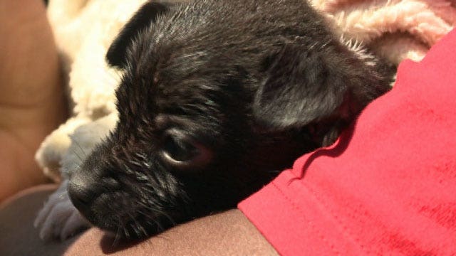 Puppy rescued from drain by firefighter
