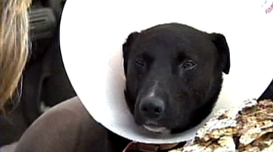 Hero Dog Battles Mountain Lion