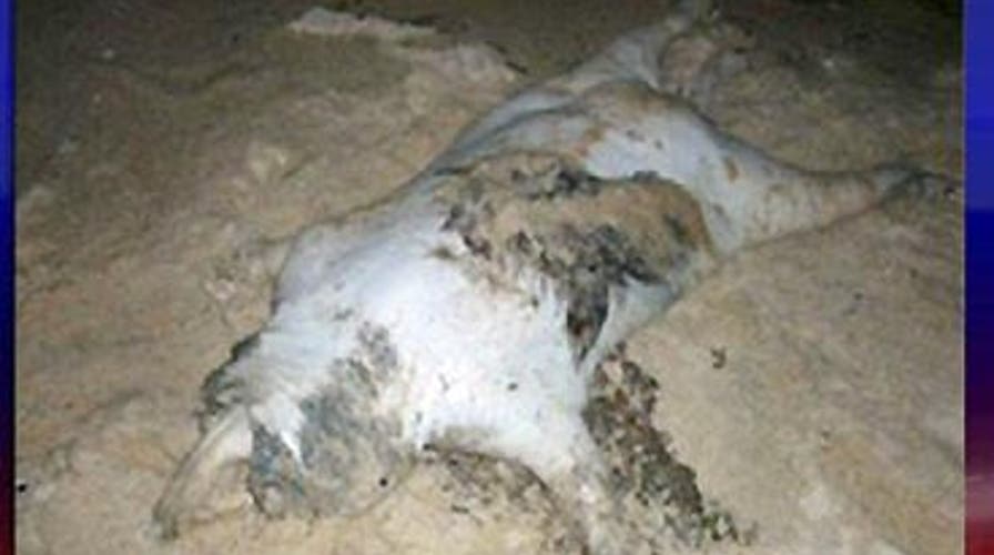 Return of the Montauk Monster?