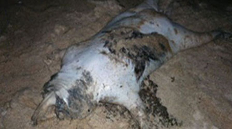 "Montauk Monster" Part 2