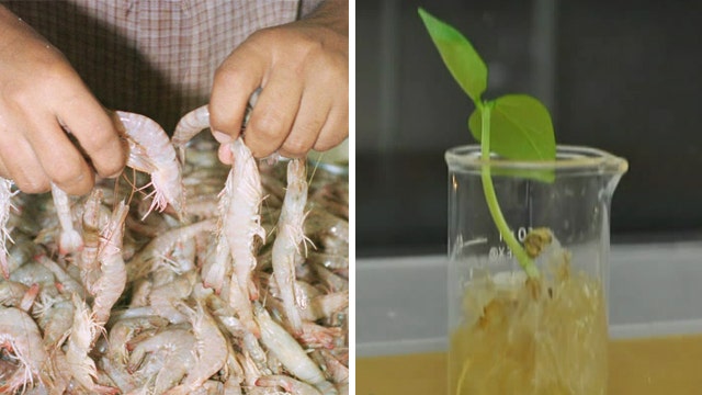 Pollution solution: Plastic made from shrimp shells?