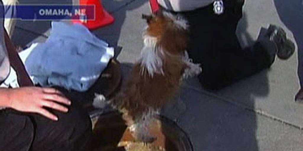 Puppy Rescue | Fox News Video
