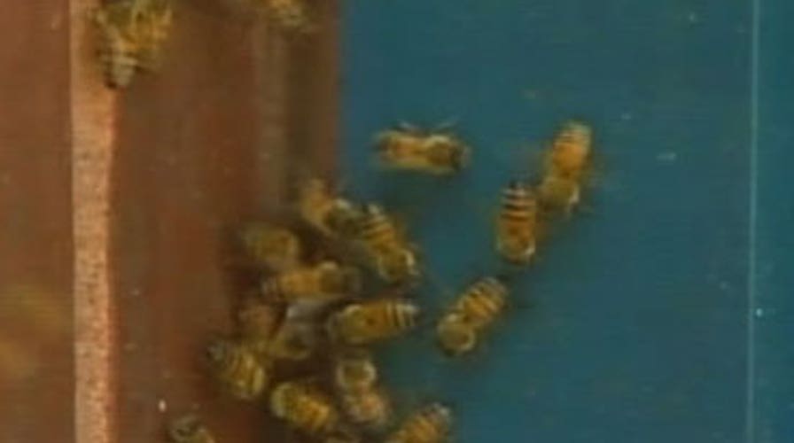 Bees Invade Video Store