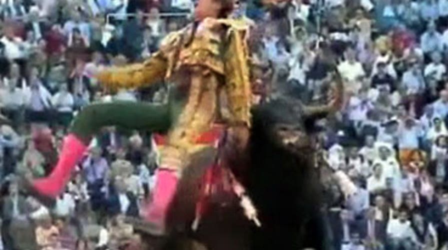 Bull Gores Matador