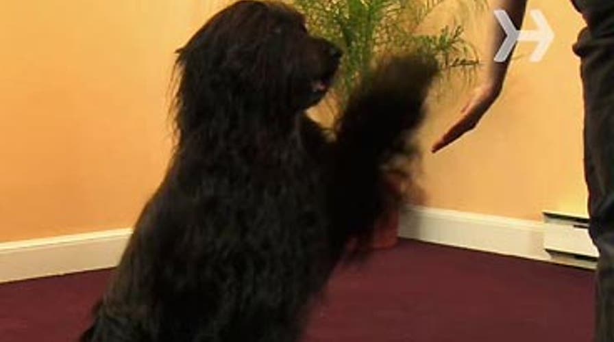 How to Teach a Dog to Shake Hands