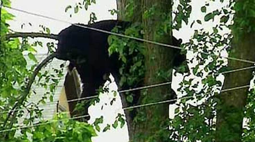 FOX News Flash: FOX & Friends Edition