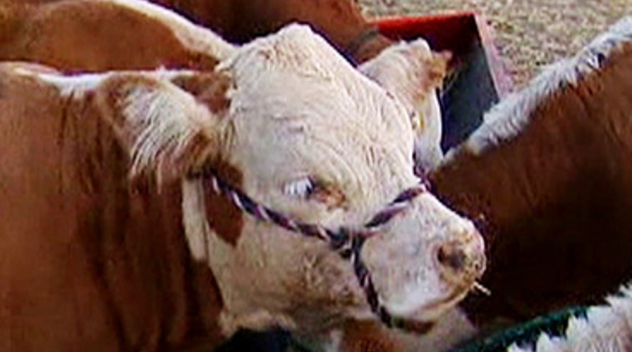 Mini Cows = More Meat
