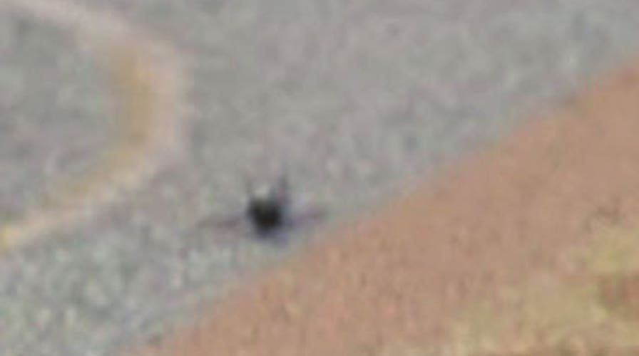 PETA Angry Over Fly Death