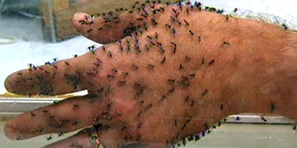 170,000,000 Insects for Every Human Fox News Video