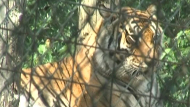 Indiana woman mauled by tiger