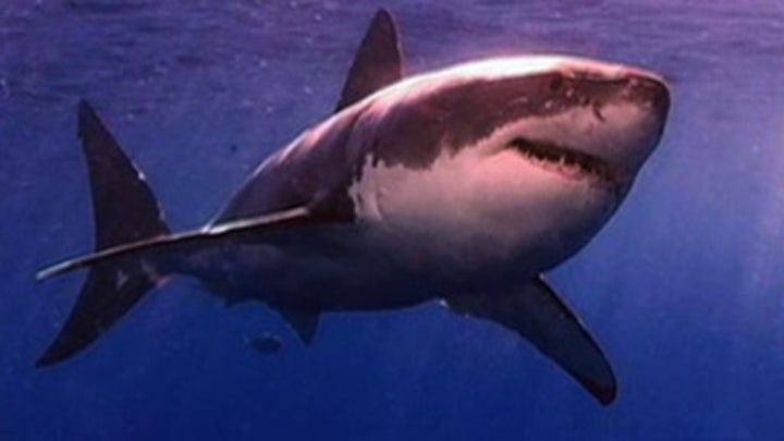 Sharks Similar to Serial Killers?