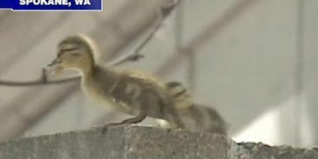 Life on the Edge Fox News Video