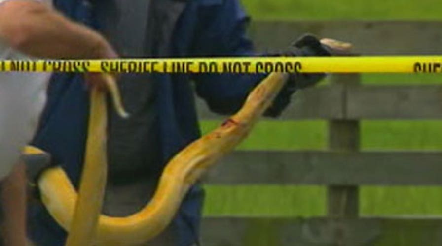 Python Strangles Baby