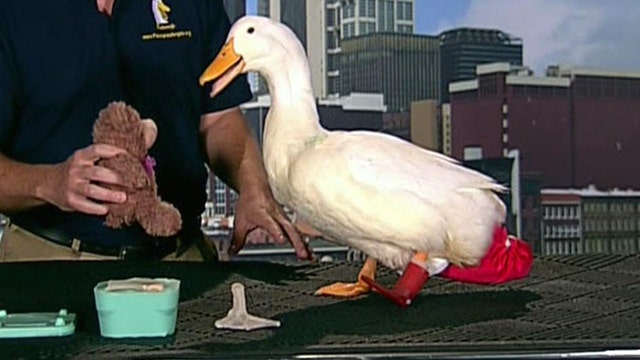 Buttercup the duck finally waddles with 3D-printed foot