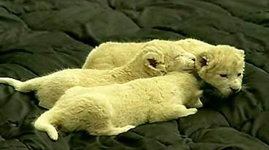 FOX News Flash: FOX & Friends Edition