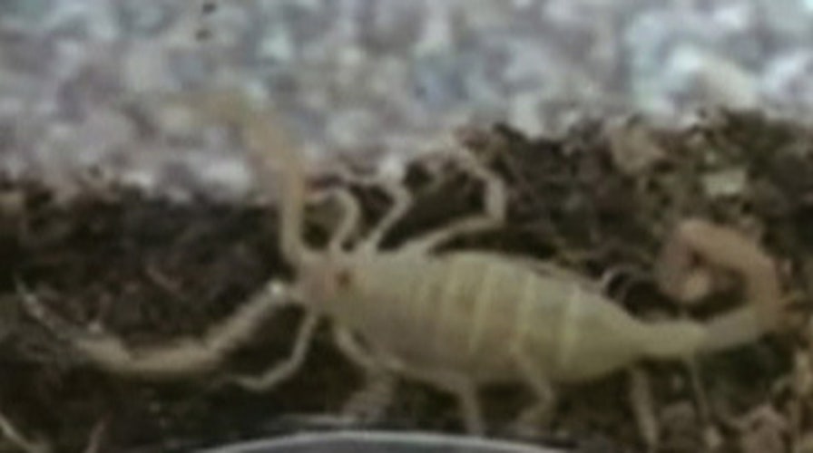 Scorpions on a Plane