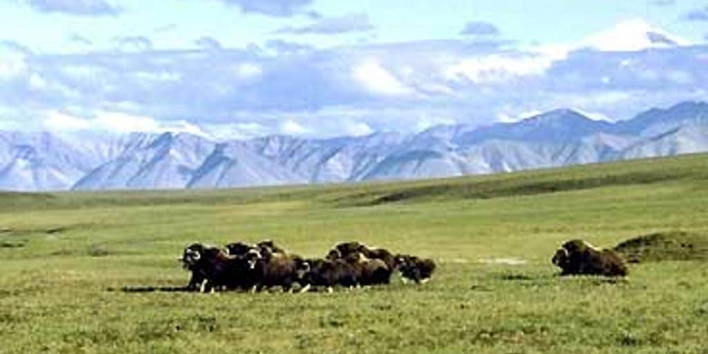 Untapped Resource Fox News Video