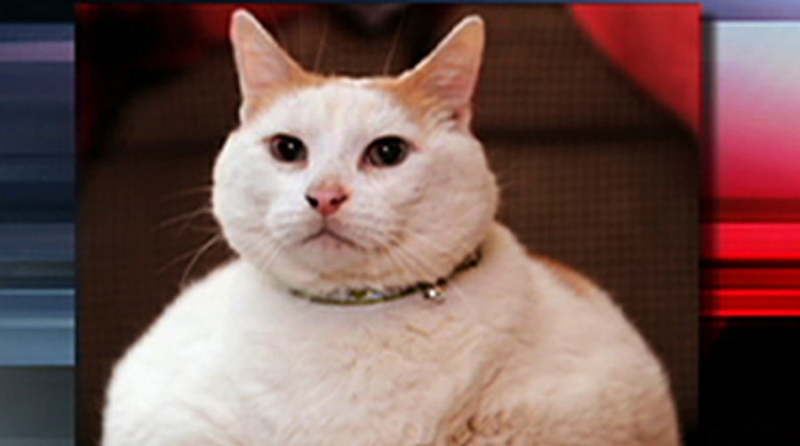 Prince Chunk: The 44-Pound Cat!